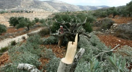 Buldozer Israel Tumbangkan Puluhan Pohon Zaitun Hampir Dipanen
