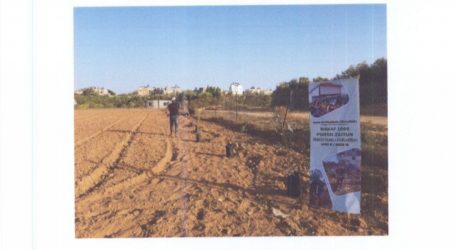 100 Pohon Zaitun Kembali Ditanam pada Tahap ke-8 Wakaf Zaitun untuk Gaza