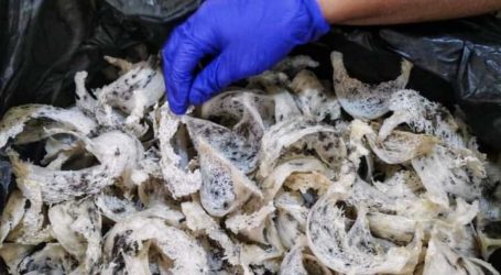 Gorontalo Pemasok Bahan Baku Ekspor Sarang Burung Walet