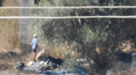 Pemukim Israel Mencuri Buah Zaitun di Nablus