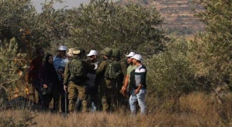 Tentara Israel Pukuli Petani Tua Saat Memetik Zaitun di Lahannya