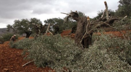 Pemukim Ilegal Israel Tebangi Puluhan Pohon Zaitun Warga Palestina