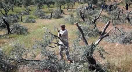 Pemukim Israel Cabut Pohon Zaitun Milik Petani Palestina