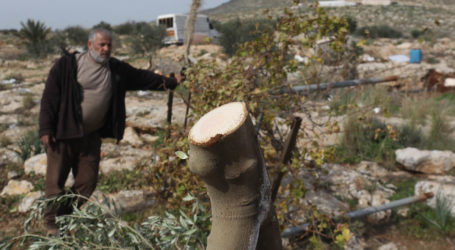 Pasukan Israel Tumbangkan 10.000 Pohon Dalam Operasi Militernya