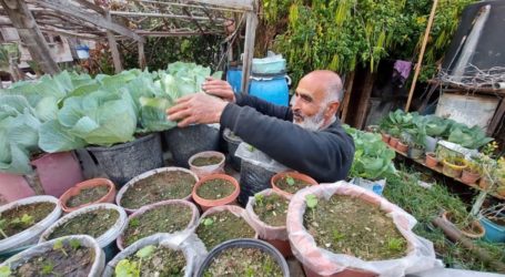 Abu Dan, Petani Gaza yang Lawan Kemiskinan dengan Berkebun di Atap Rumah