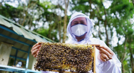 Riset PEI Ungkap Populasi Lebah Mengalami Penurunan