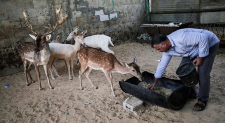 Kementerian Pertanian Palestina Ingatkan Bencana Kekurangan Pakan Ternak di Gaza