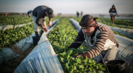 Kementerian Pertanian Palestina: Pangan di Gaza Mendekati Bahaya