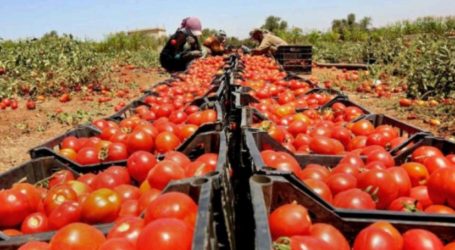 Gaza Ekspor 110 Ton Sayuran dan 30 Ton Tomat ke Israel, Hari Pertama Penyeberangan Karem Shalom Dibuka