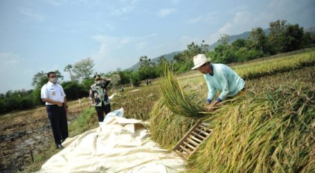 Gubernur Anies Panen Padi Bersama Petani Di Sumedang