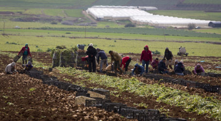 Tentara Israel Perintahkan Petani Palestina Cabut Pagar Tanahnya Tanpa Alasan