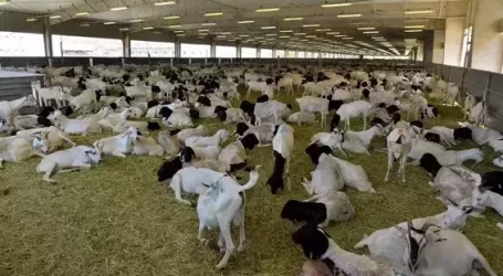 Adahi Sembelih 600 ribu Ekor Domba atas Nama Para Jamaah Haji