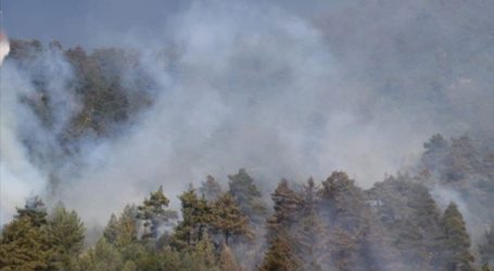 Kebakaran Hutan Landa Distrik Manavgat Turki