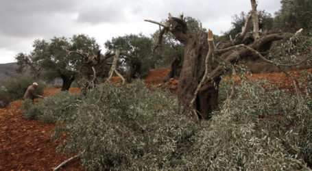 Pemukim Yahudi Robohkan Pohon Zaitun Palestina Usia Berabad-abad