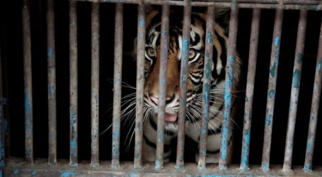 Dua Harimau Sumatera Dinyatakan Pulih dari Covid-19