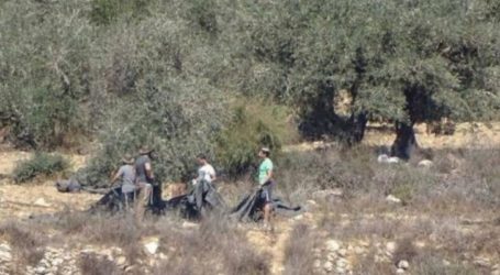 Pemukim Esktrimis Israel Curi Alat Panen dan Zaitun Petani Palestina di Tepi Barat