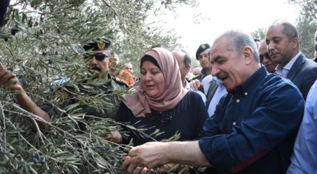 PM Palestina : Pohon Zaitun Lambangkan Perlawanan