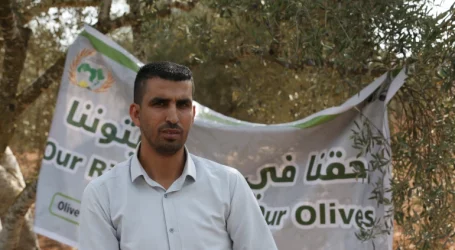 Sukarelawan Palestina Kampanyekan Selamatkan Panen Zaitun