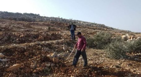Buldoser Israel Tumbangkan 250 Pohon Zaitun di Salfit
