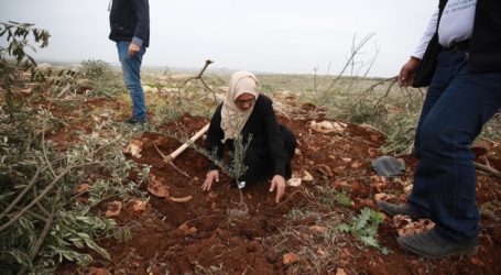 Pemukim Israel Tebang 70 Zaitun, Lepaskan Domba Makan Pertanian Palestina
