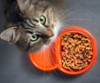 Alasan Makanan Kucing ada yang Disertifikasi Halal