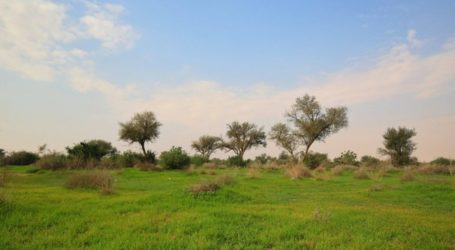 King Abdulaziz Royal Reserve Tanam 100.000 Pohon Baru