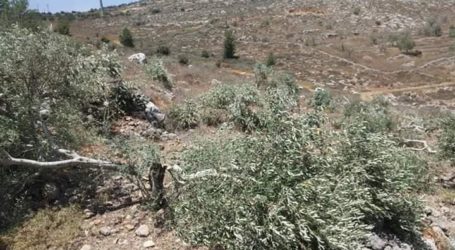 Dua Hari Berturut-Turut Pemukim Yahudi Rusak Pohon Zaitun di Salfit