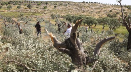 Pemukim Israel Tebang Pohon dan Curi Buah Zaitun di Nablus