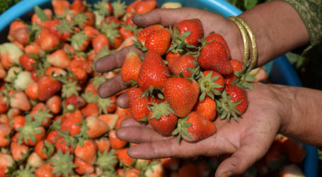 Kashmir: Permintaan Stroberi Melonjak, Petani Senang