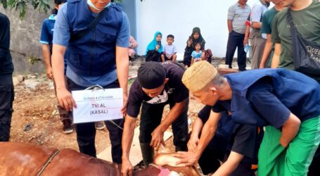 MUI Sembelih 5 Ekor Sapi Kurban dari TNI-AL