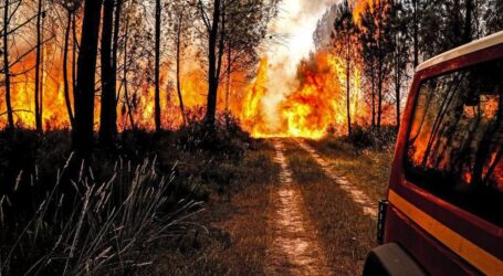 Kebakaran Hutan di Yunani, Petugas Evakuasi 18 Jenazah
