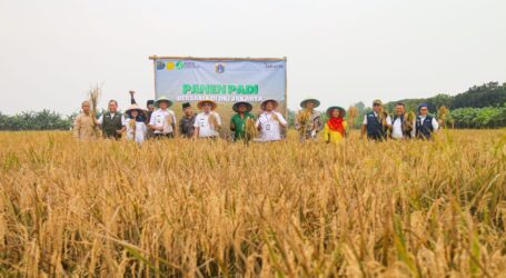 Petani Jakarta Panen Padi Bersama di Rorotan