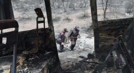Sebanyak 43 Tewas Akibat Kebakaran Hutan di Aljazair