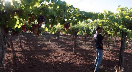 Pasukan Israel Merusak Kebun Anggur dan Sumber Air Warga Palestina di Bethlehem