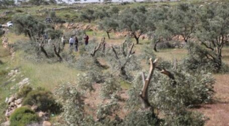Israel Akan Tebang 30.000 Pohon Hutan Palestina di Tubas