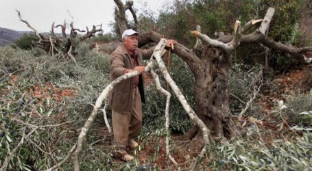 Buldoser Israel Runtuhkan 37 Pohon Timur dari Beit Furik
