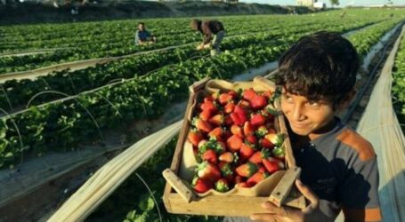 Sektor Pertanian Gaza Terus Berkembang di Tengah Serangan, Blokade Israel