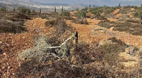 Pemukim Yahudi Israel Cabut Pohon Zaitun di Tepi Barat