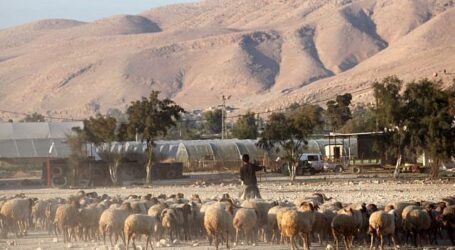 Serang Gadis Palestina, Pemukim Yahudi Curi 90 Domba Keluarga