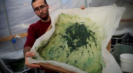 Meski Keterbatasan Bahan, Warga Gaza ini Berhasil Ciptakan Vitamin dari Alga