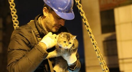 Relawan Selamatkan 1.500 Lebih Hewan Setelah Gempa Bumi di Turkiye