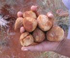 ‘Daging Orang Miskin’: Musim Truffle, Warga Irak Serbu Padang Pasir