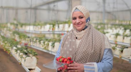 Pertanian Vertikal, Solusi Petani Gaza Berlahan Sempit