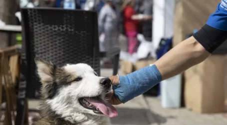 Relawan Selamatkan Lebih dari 1.500 Hewan Setelah Gempa Bumi di Turkiye