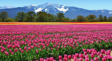Taman Tulip Terbesar di Asia Ada di Kashmir