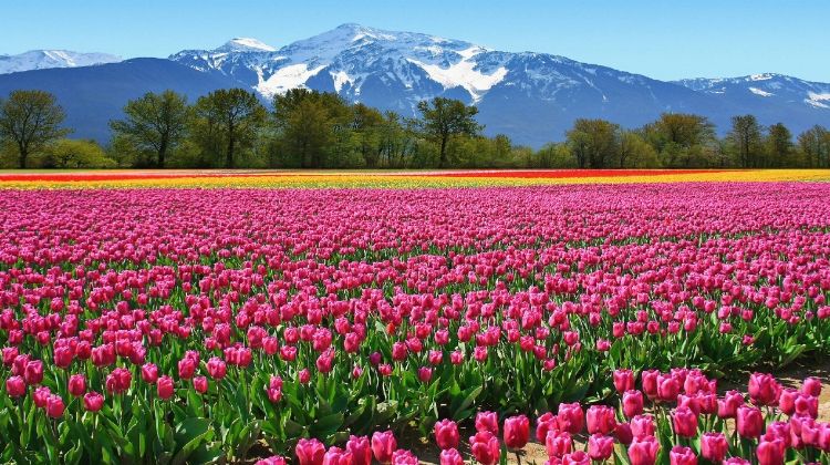 Asia’s largest tulip garden is in Kashmir