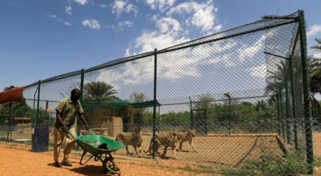 Aliran Air, Listrik Terputus, Hewan di Pusat Penyelamatan dan Kebun Binatang Sudan dalam Bahaya