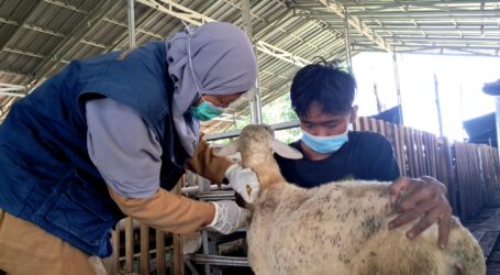 Jelang Idul Adha, Dompet Dhuafa Lampung Vaksinasi Hewan Kurban