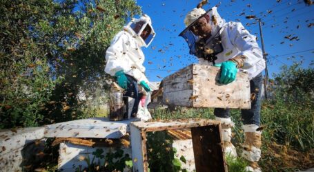 Peternak Lebah Gaza Berjuang Hadapi Tantangan Pestisida Israel dan Iklim yang Tidak Stabil