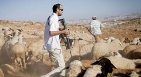 Israel Serang Penggembala Palestina di Masafer Yatta
